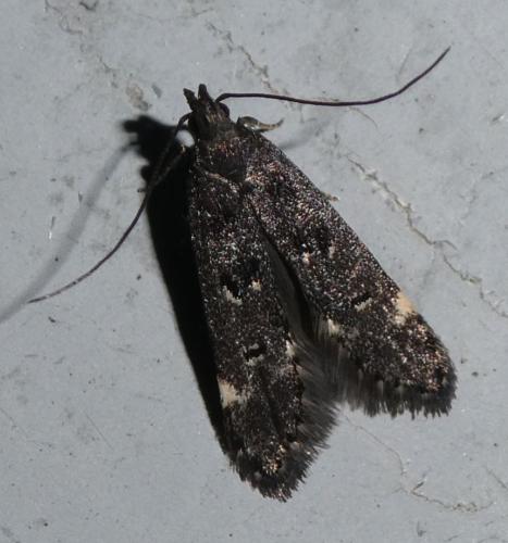 Dichomeris alacella